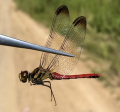 Sympetrum risi risi