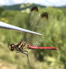 Sympetrum risi risi