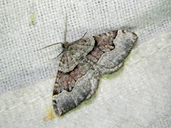 Xanthorhoe decoloraria