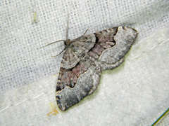 Xanthorhoe decoloraria