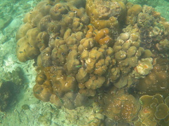 Neopomacentrus sororius