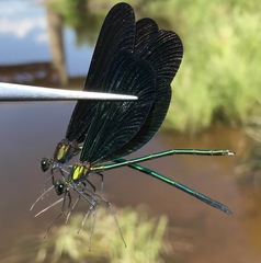 Calopteryx japonica