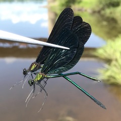 Calopteryx japonica