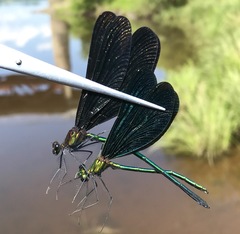 Calopteryx japonica