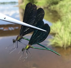 Calopteryx japonica