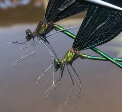 Calopteryx japonica