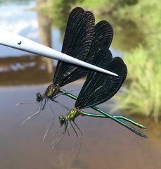Calopteryx japonica