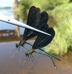 Calopteryx japonica