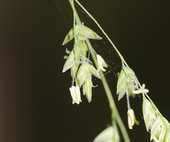 Poa ensiformis