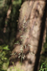 Poa ensiformis