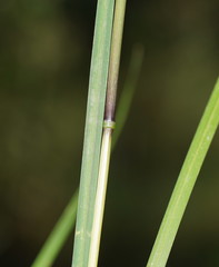 Poa ensiformis