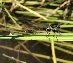 Pseudocopera rubripes
