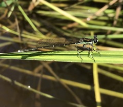 Pseudocopera rubripes