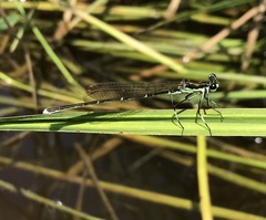 Pseudocopera rubripes