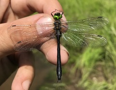 Cordulia aenea amurensis