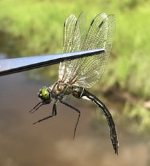 Cordulia aenea amurensis
