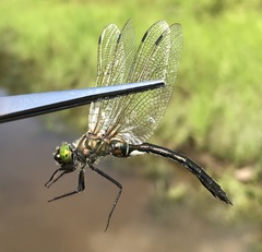 Cordulia aenea amurensis