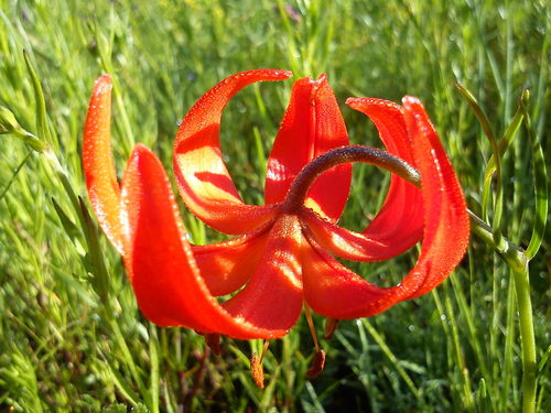 Lilium pumilum iNat (3)