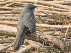 Cacomantis merulinus