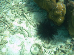 Echinothrix