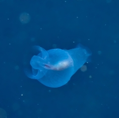 Cliopsis krohnii