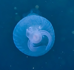 Cliopsis krohnii