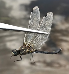 Leucorrhinia orientalis