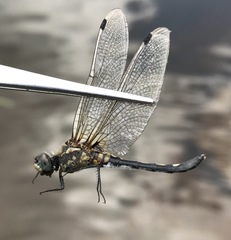 Leucorrhinia orientalis