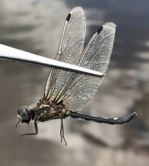 Leucorrhinia orientalis