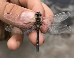 Leucorrhinia orientalis