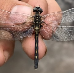 Leucorrhinia orientalis