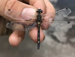 Leucorrhinia orientalis