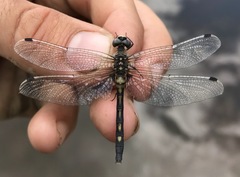 Leucorrhinia orientalis