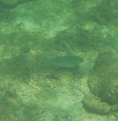 Kyphosus cinerascens