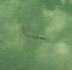 Parapercis hexophtalma