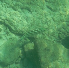 Lutjanus decussatus