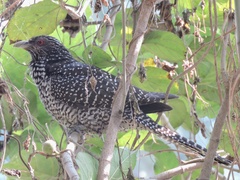 Eudynamys scolopaceus