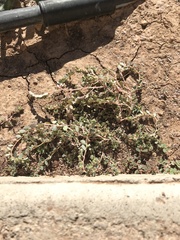 Euphorbia prostrata