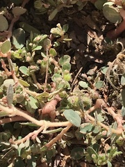 Euphorbia prostrata