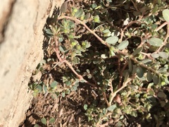 Euphorbia prostrata