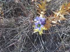 Gentianeae