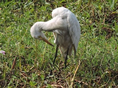 Bubulcus ibis