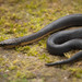 Rough-sided Snakes - Photo (c) Ravisara Jayamanna, some rights reserved (CC BY-NC), uploaded by Ravisara Jayamanna