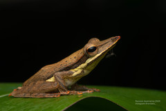 Taruga longinasus