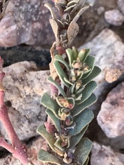 Euphorbia prostrata