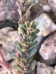Euphorbia prostrata