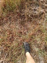 Andropogon virginicus virginicus