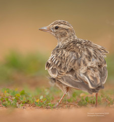 Calandrella dukhunensis