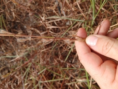 Andropogon virginicus virginicus