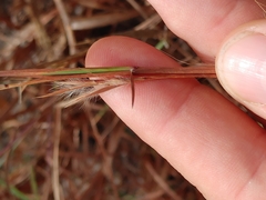 Andropogon virginicus virginicus
